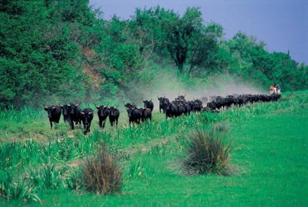 Joli Mazet Provencal De Camargue Villa Arles Kültér fotó