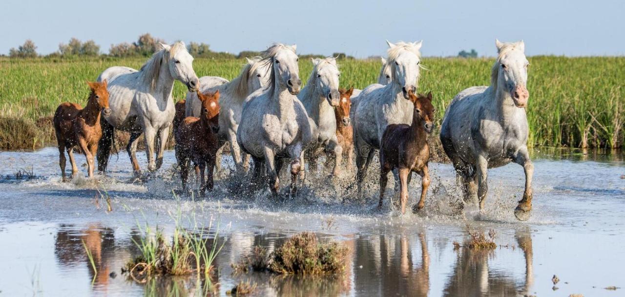Joli Mazet Provencal De Camargue Villa Arles Kültér fotó